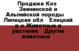 Продажа Коз (Заанинской и Альпийской породы) - Липецкая обл., Елецкий р-н Животные и растения » Другие животные   